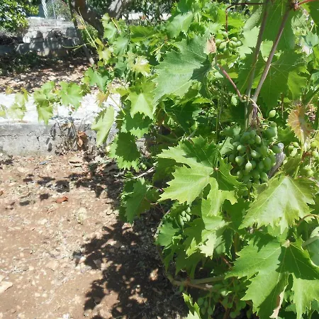 Fior Di Trullo *