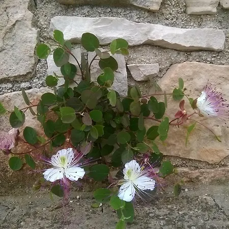 Fior Di Trullo *